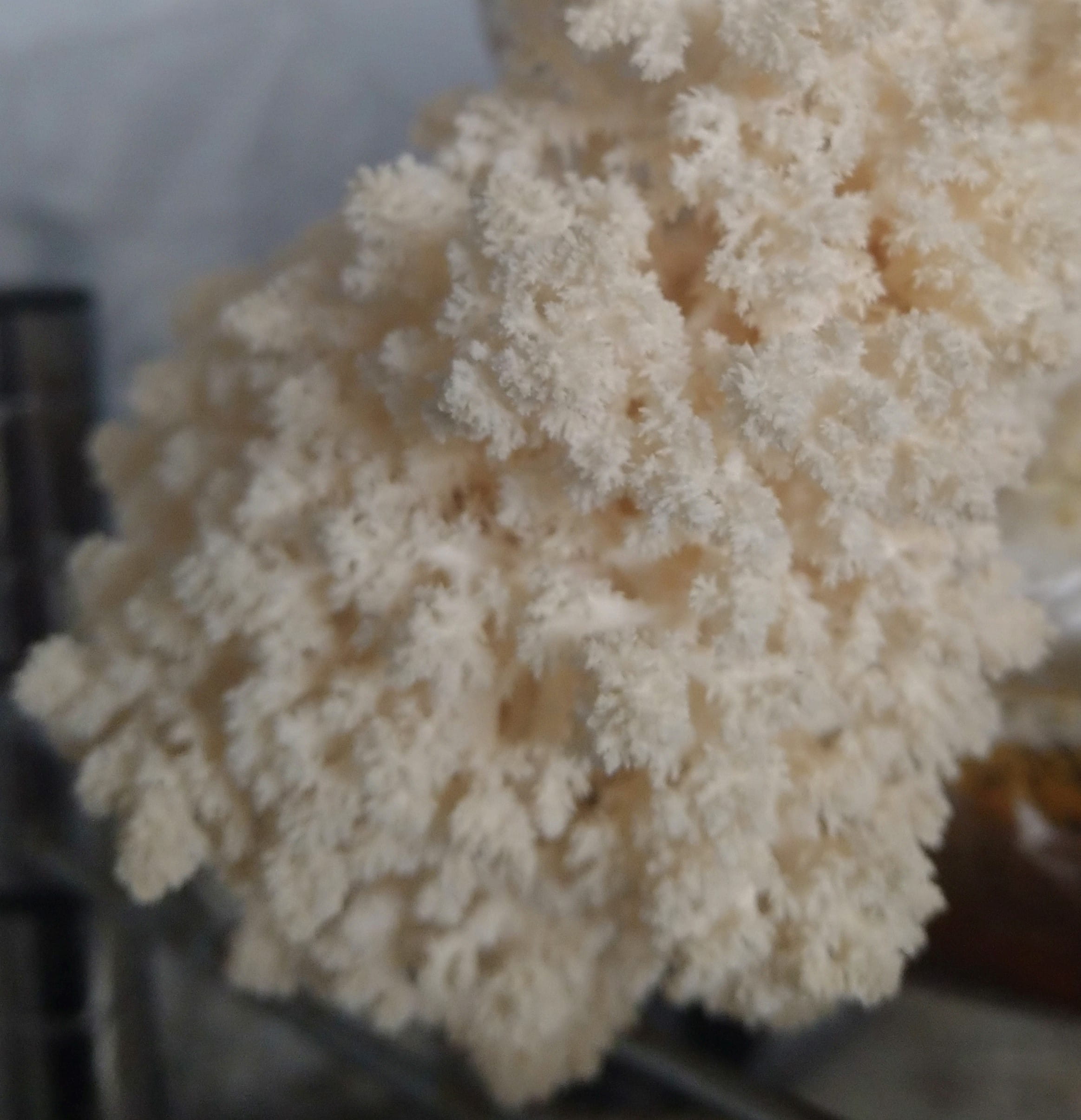 Coral Tooth mushroom