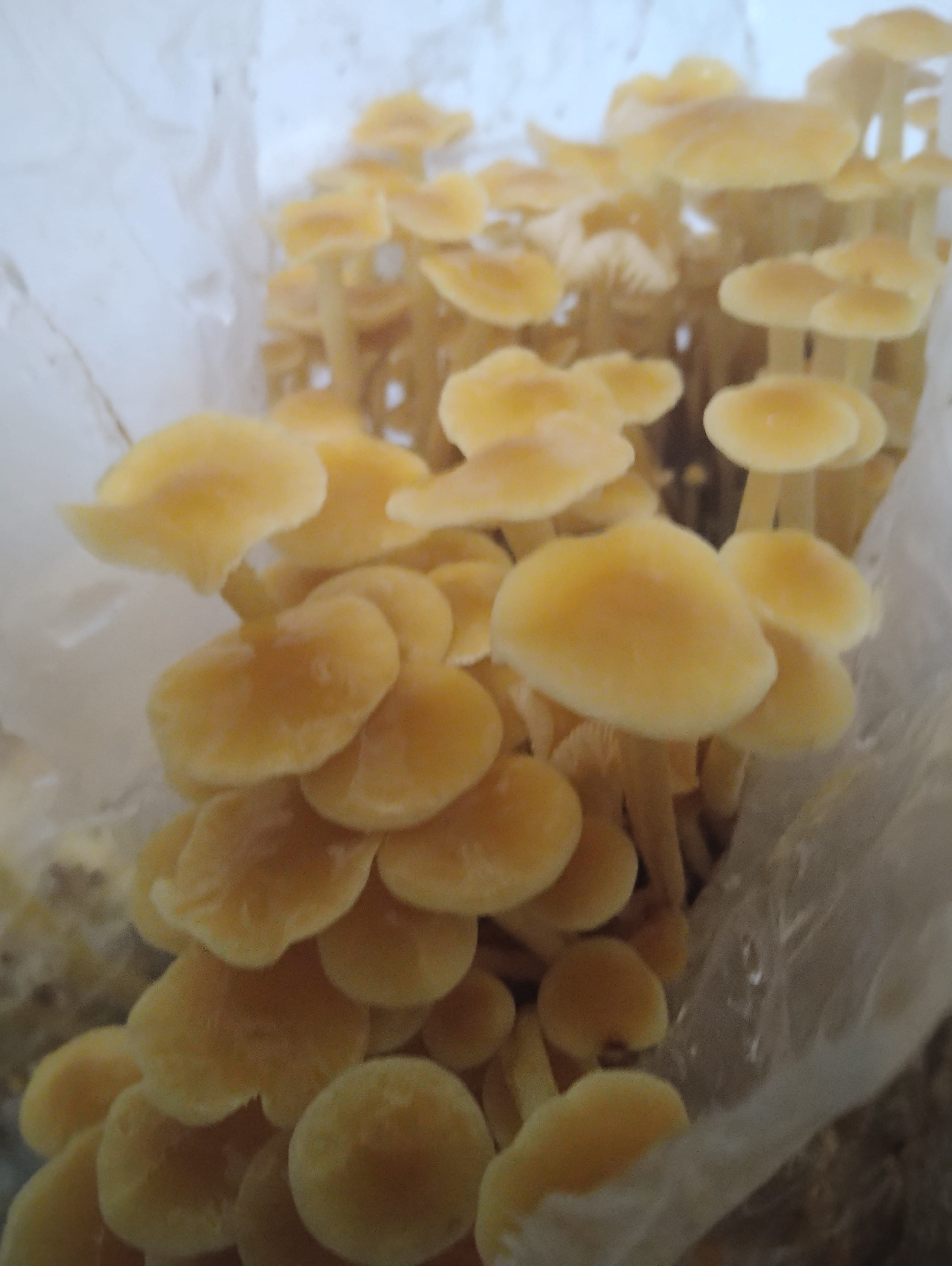 Golden Enoki mushroom