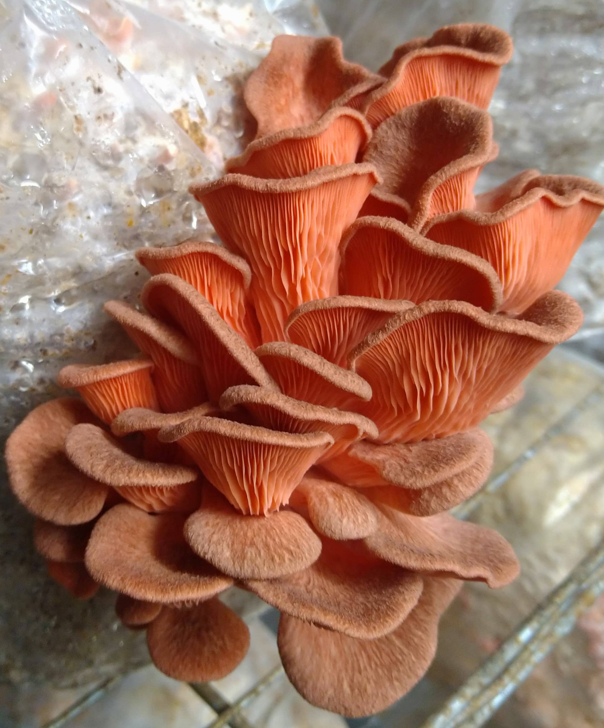 Pink Oyster mushroom