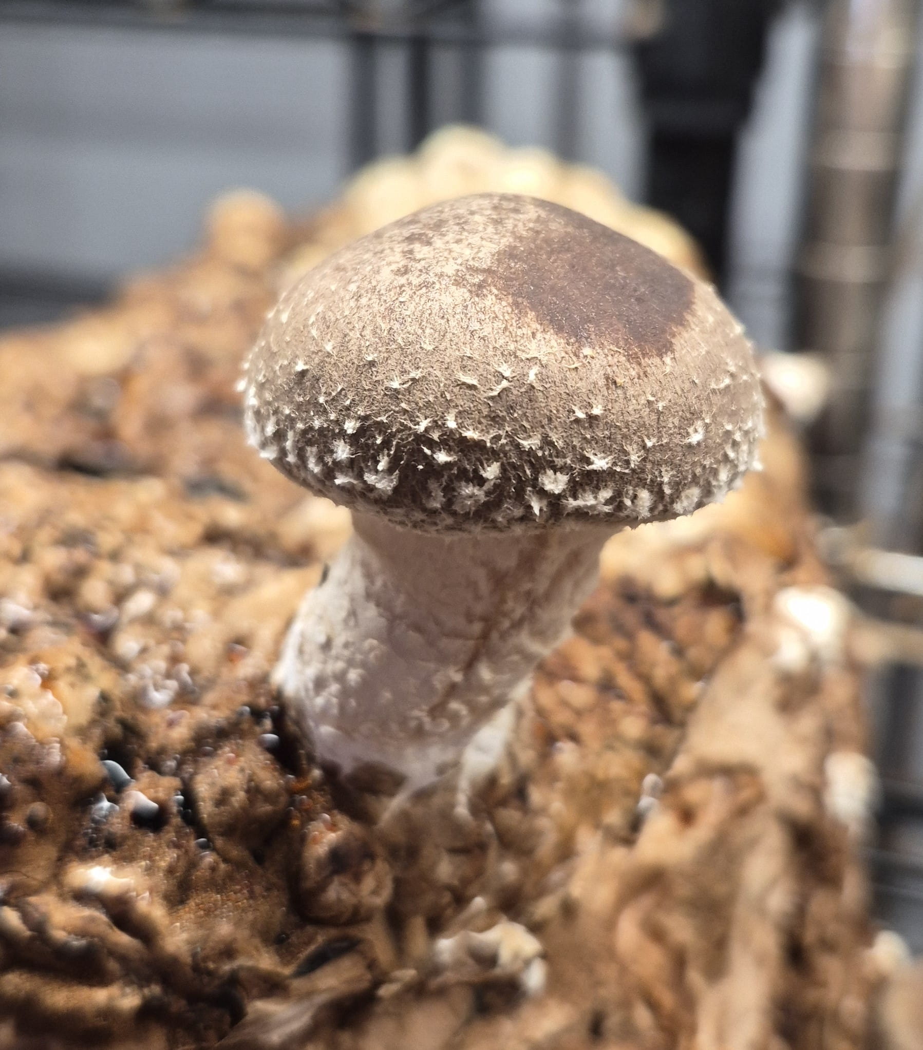 Shiitake mushroom